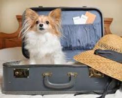 What do you do with your pet when you travel?